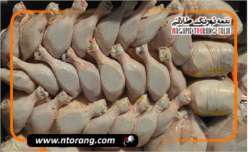 آغاز طرح تولید قراردادی مرغ در گیلان | جوجه‌ریزی دی‌ماه جلوتر از تعهد استان